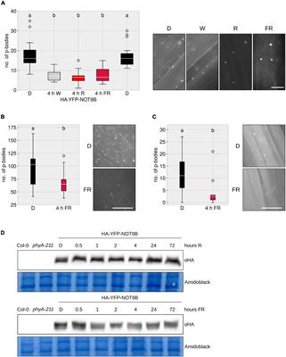 Phytochrome A Mediates the Disassembly of Processing Bodies in Far-Red Light